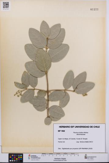 Peumus boldus [Espécimen: UCH:EIF:0001522]