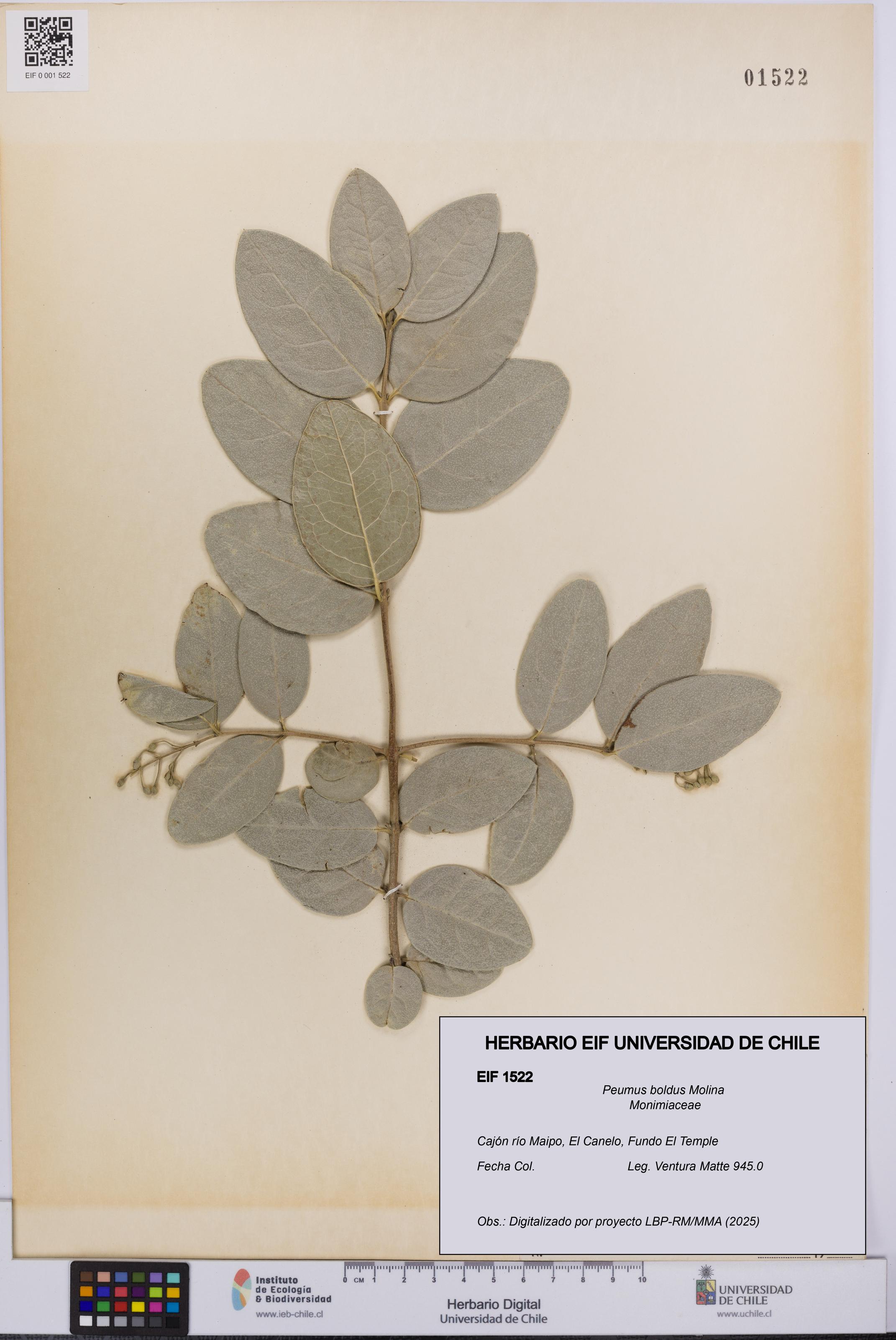Peumus boldus [Espécimen: UCH:EIF:0001522]