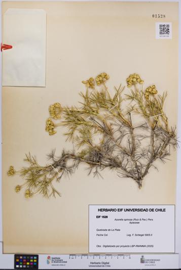 Azorella spinosa [Espécimen: UCH:EIF:0001528]