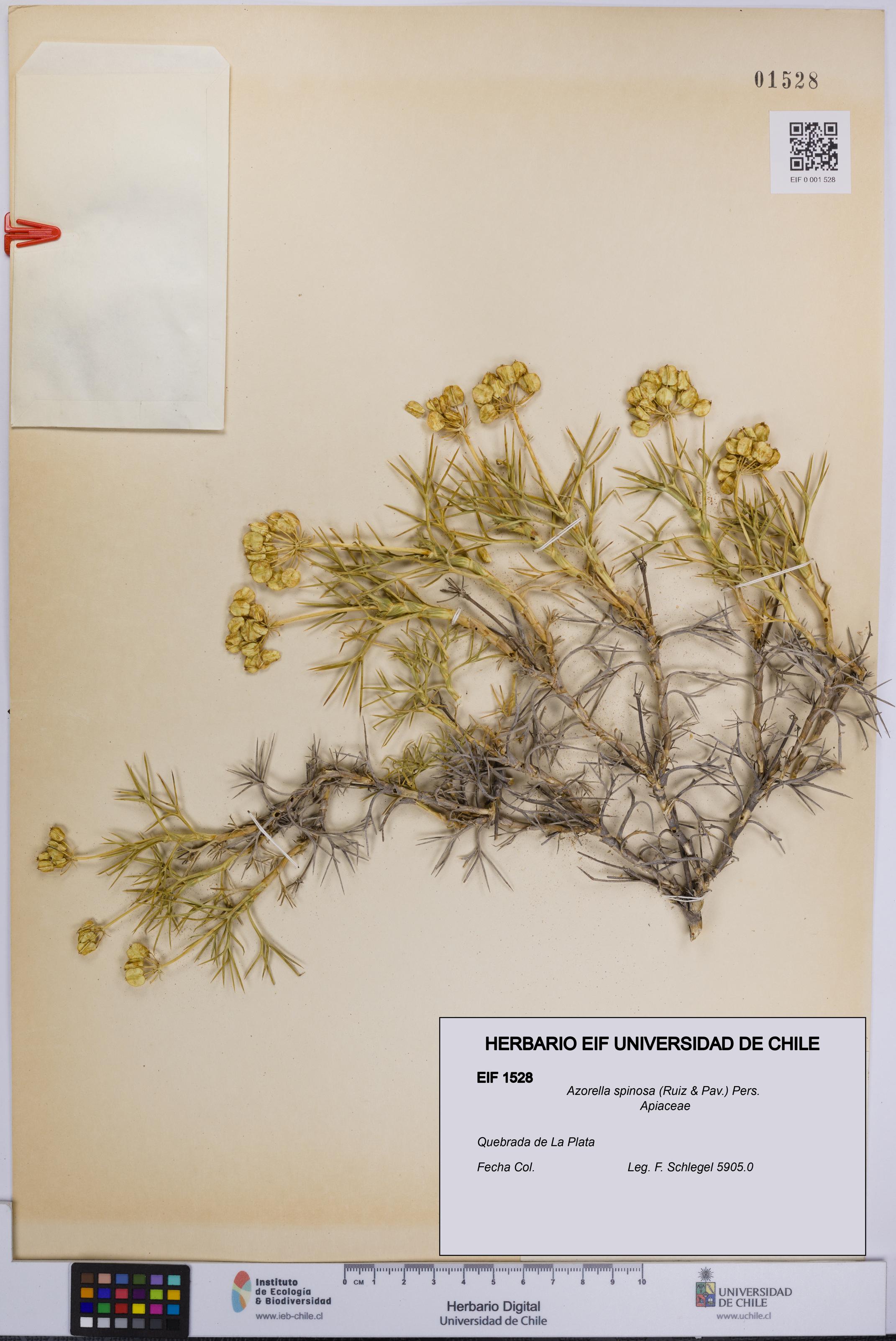 Azorella spinosa [Espécimen: UCH:EIF:0001528]
