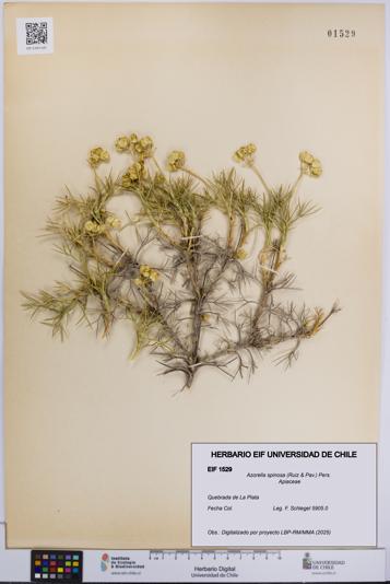 Azorella spinosa [Espécimen: UCH:EIF:0001529]