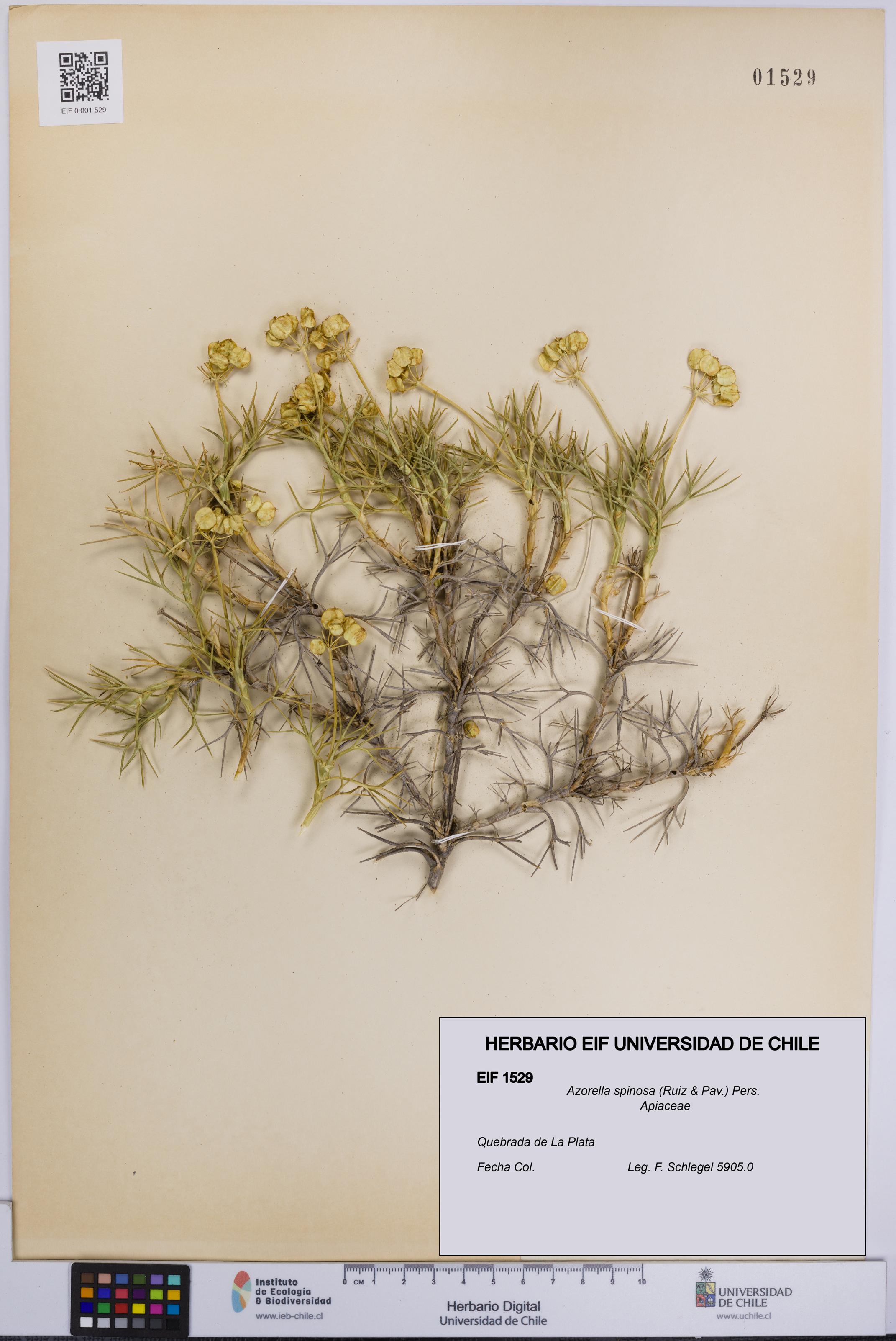 Azorella spinosa [Espécimen: UCH:EIF:0001529]