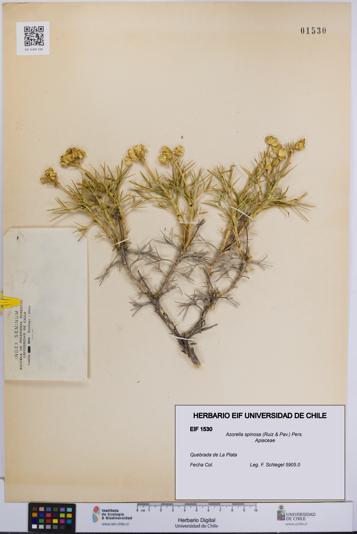 Azorella spinosa [Espécimen: UCH:EIF:0001530]