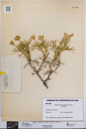 Azorella spinosa [Espécimen: UCH:EIF:0001530]