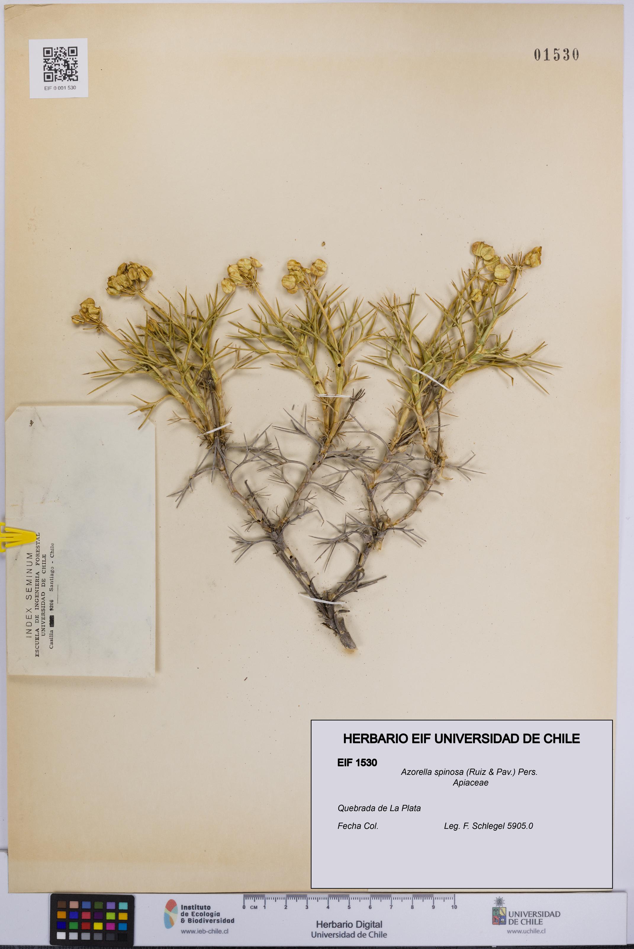 Azorella spinosa [Espécimen: UCH:EIF:0001530]