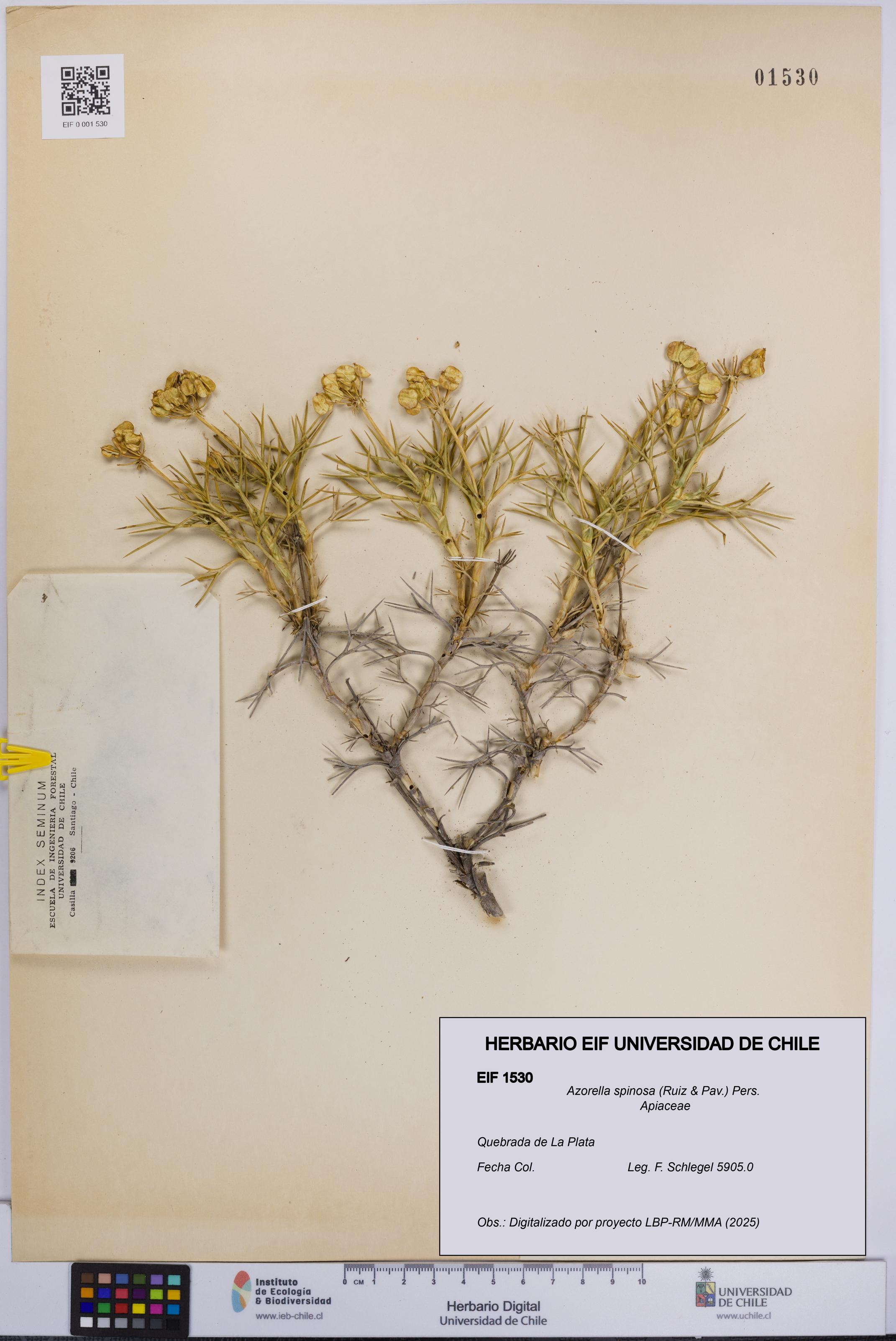 Azorella spinosa [Espécimen: UCH:EIF:0001530]