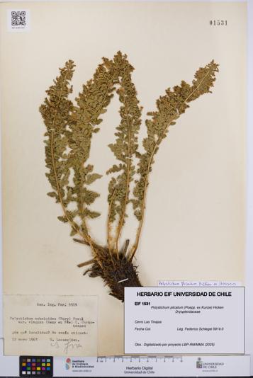 Polystichum plicatum [Espécimen: UCH:EIF:0001531]