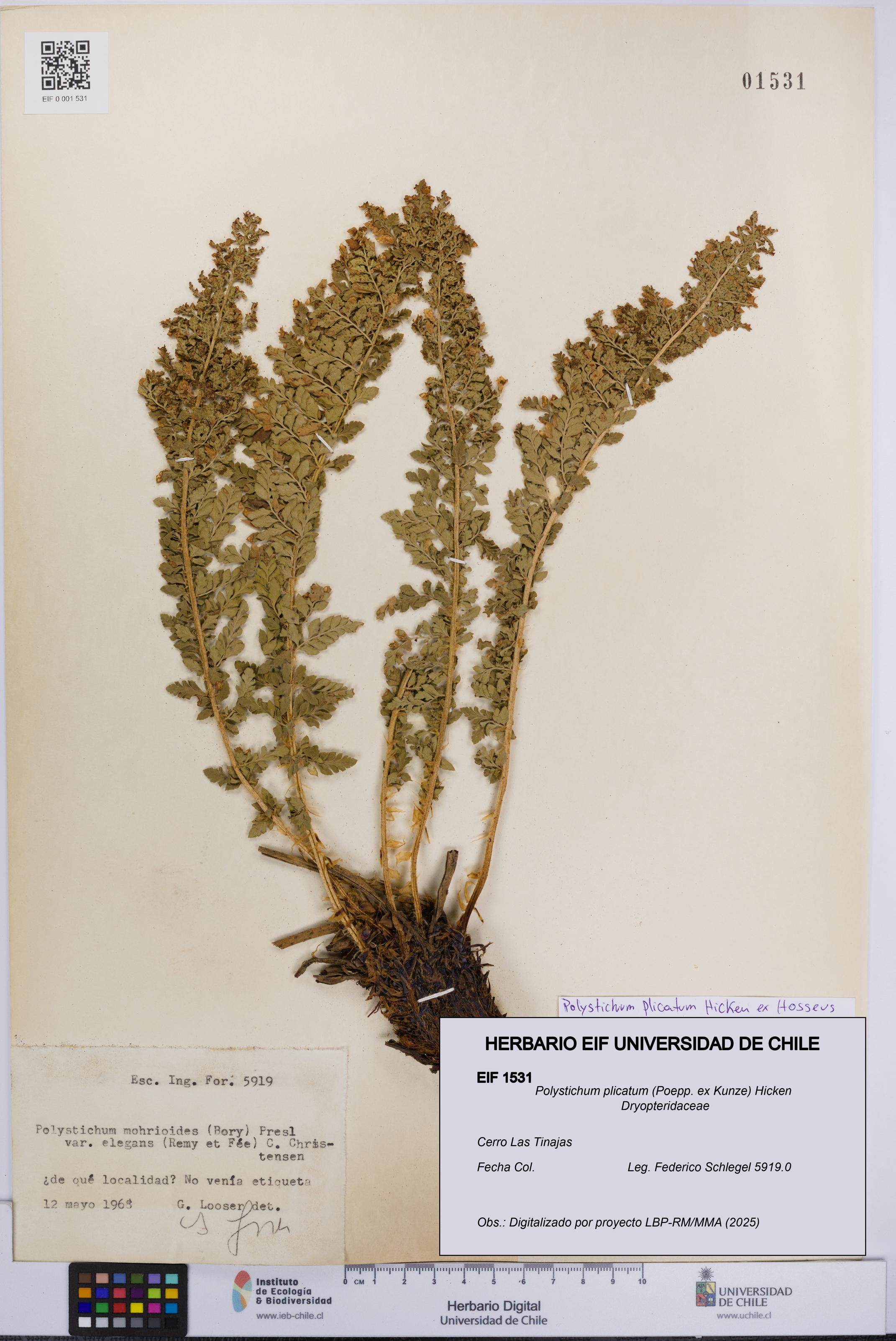 Polystichum plicatum [Espécimen: UCH:EIF:0001531]