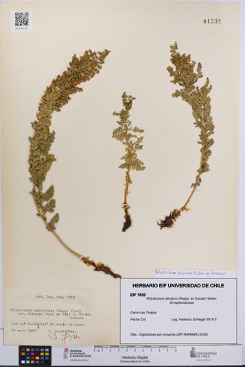 Polystichum plicatum [Espécimen: UCH:EIF:0001532]