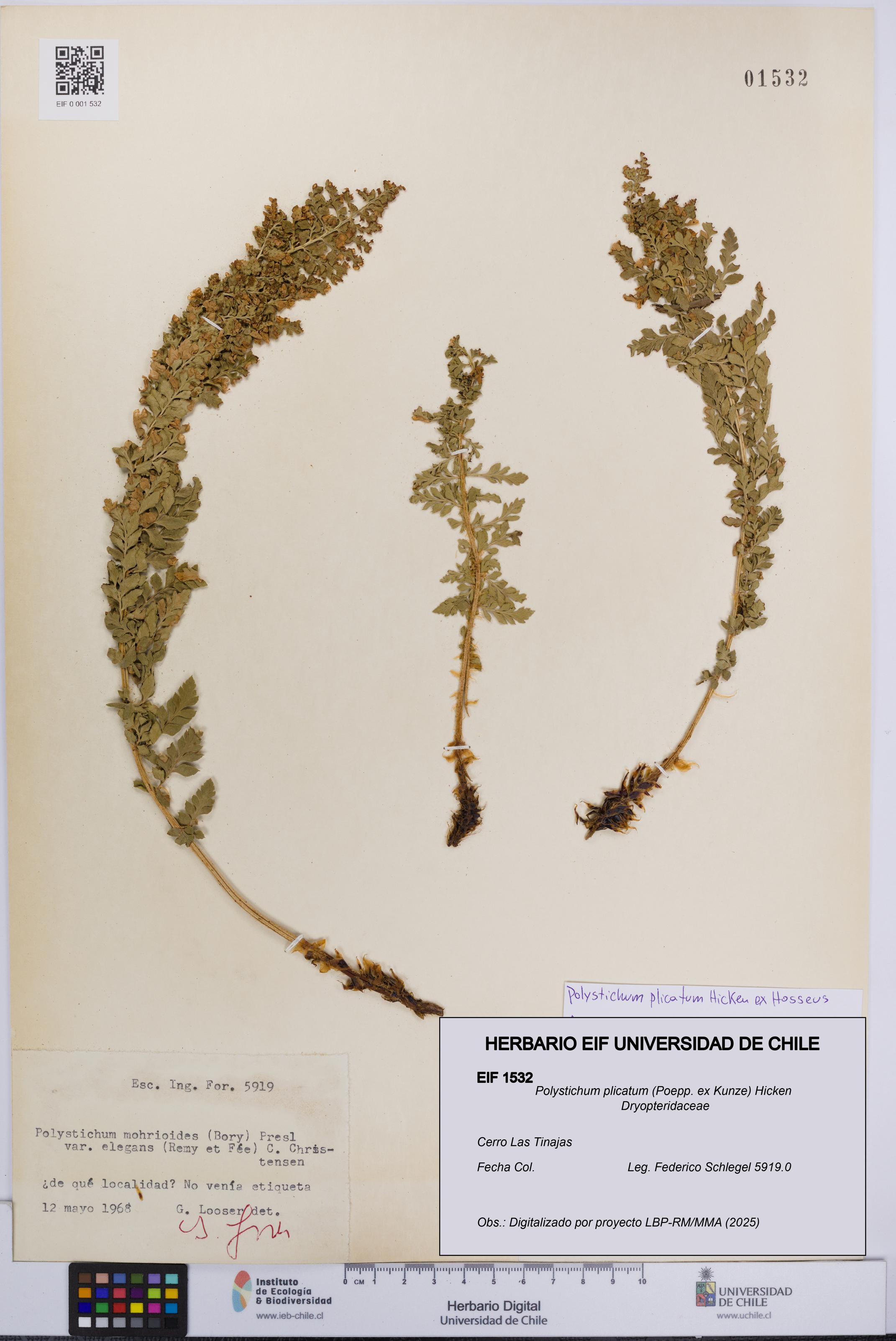 Polystichum plicatum [Espécimen: UCH:EIF:0001532]