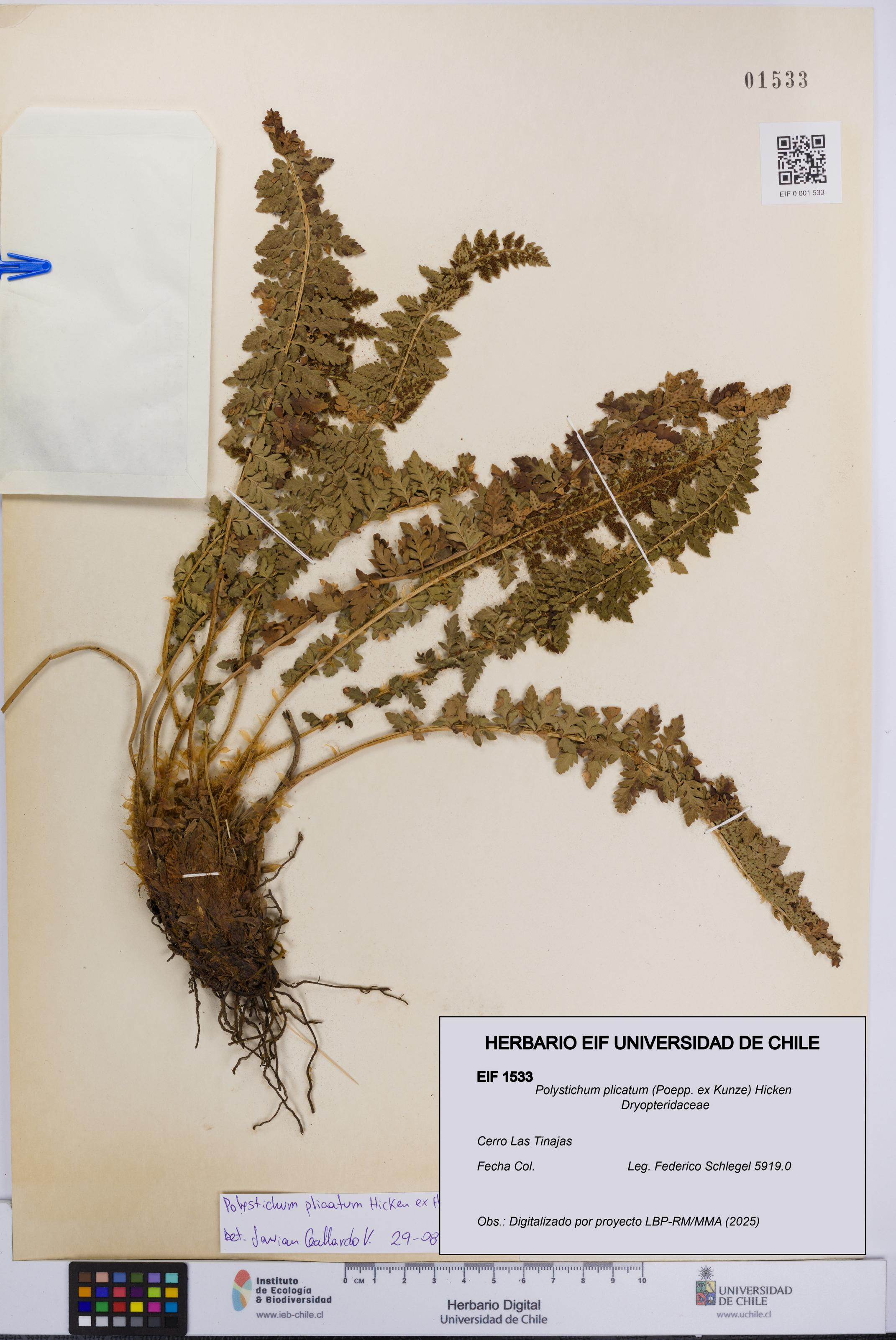Polystichum plicatum [Espécimen: UCH:EIF:0001533]