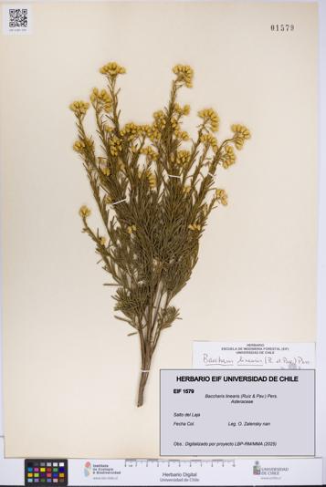 Baccharis linearis [Espécimen: UCH:EIF:0001579]