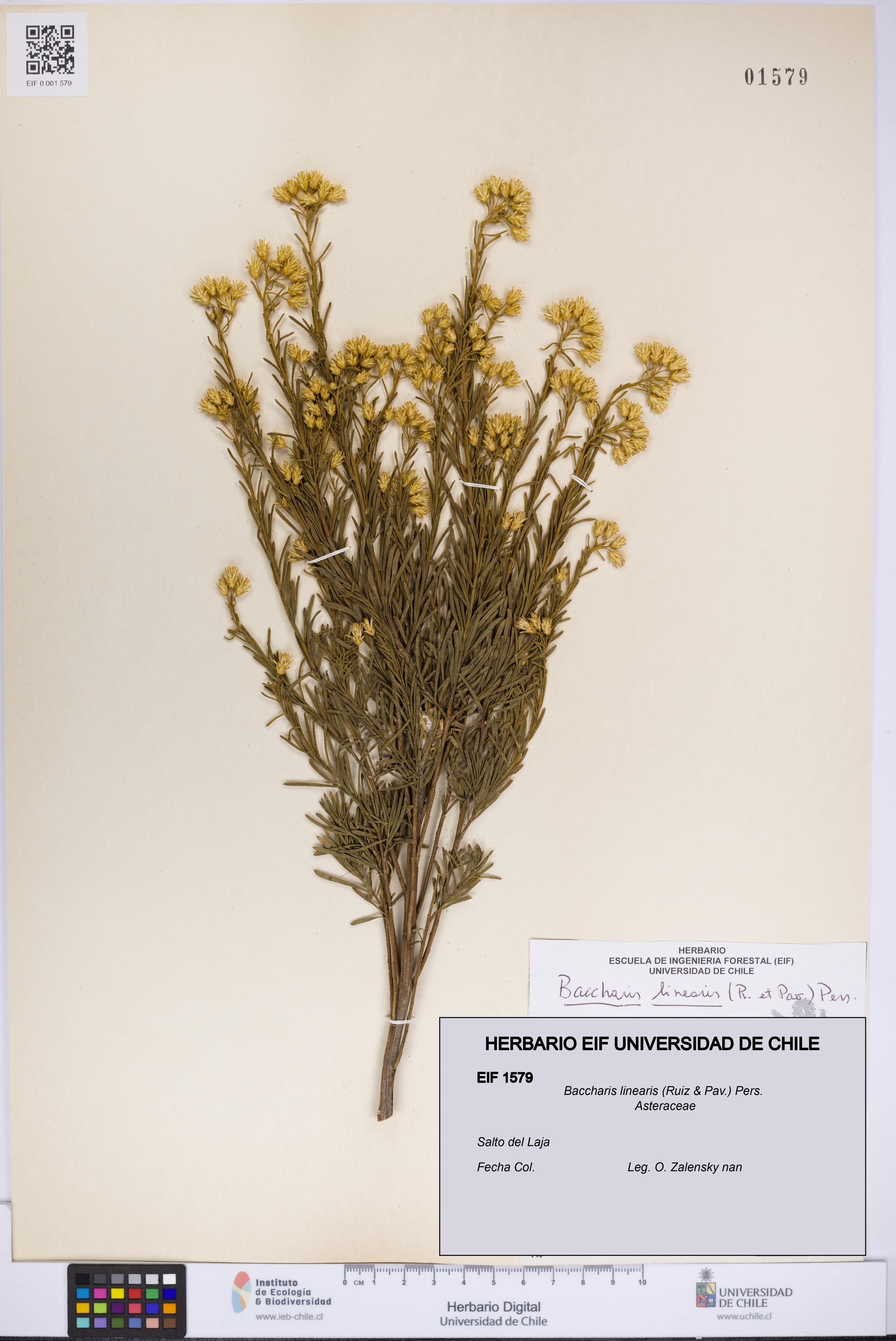 Baccharis linearis [Espécimen: UCH:EIF:0001579]