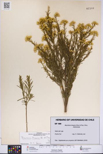 Baccharis linearis [Espécimen: UCH:EIF:0001580]
