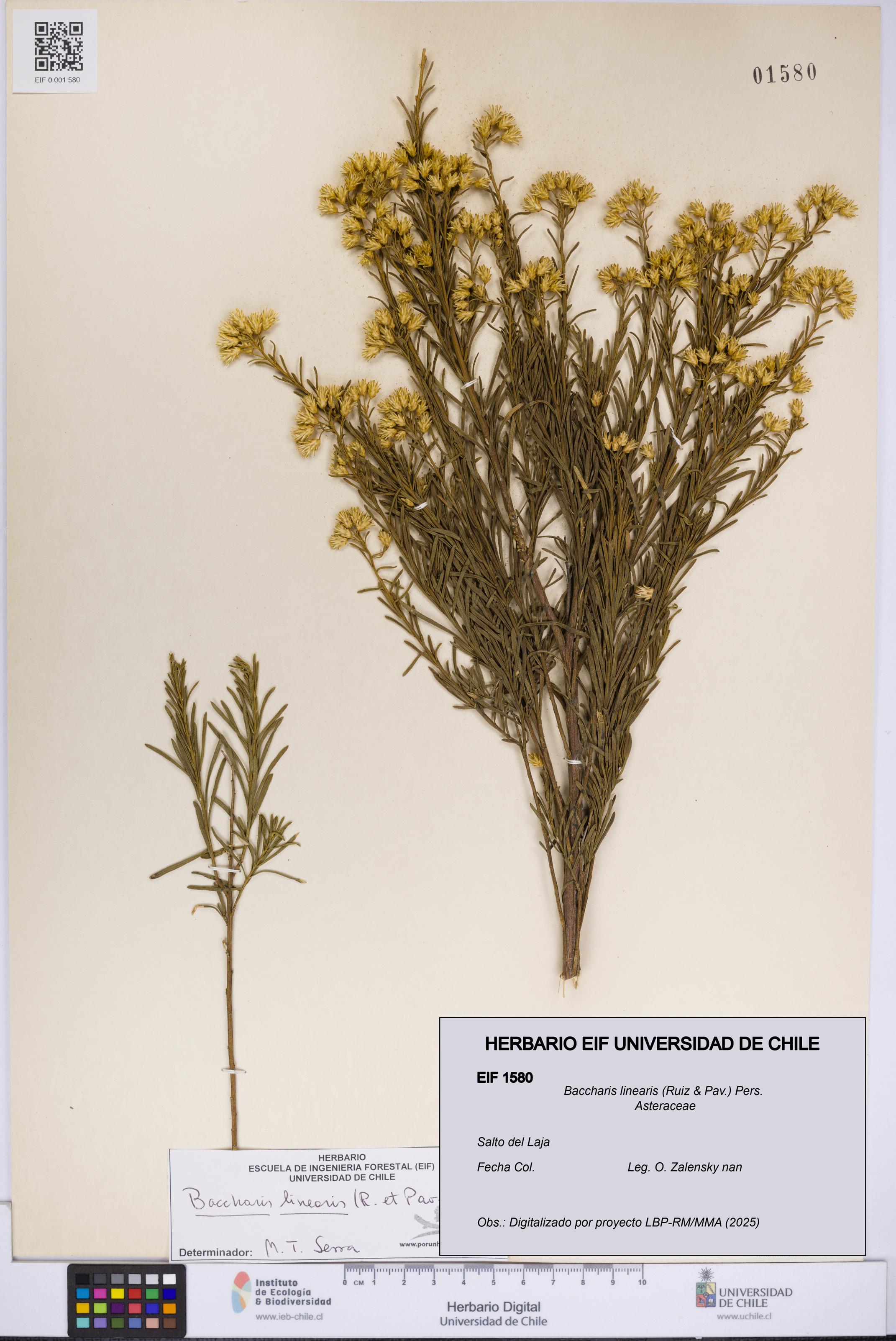 Baccharis linearis [Espécimen: UCH:EIF:0001580]