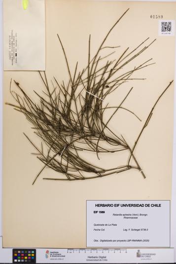 Retanilla ephedra [Espécimen: UCH:EIF:0001589]
