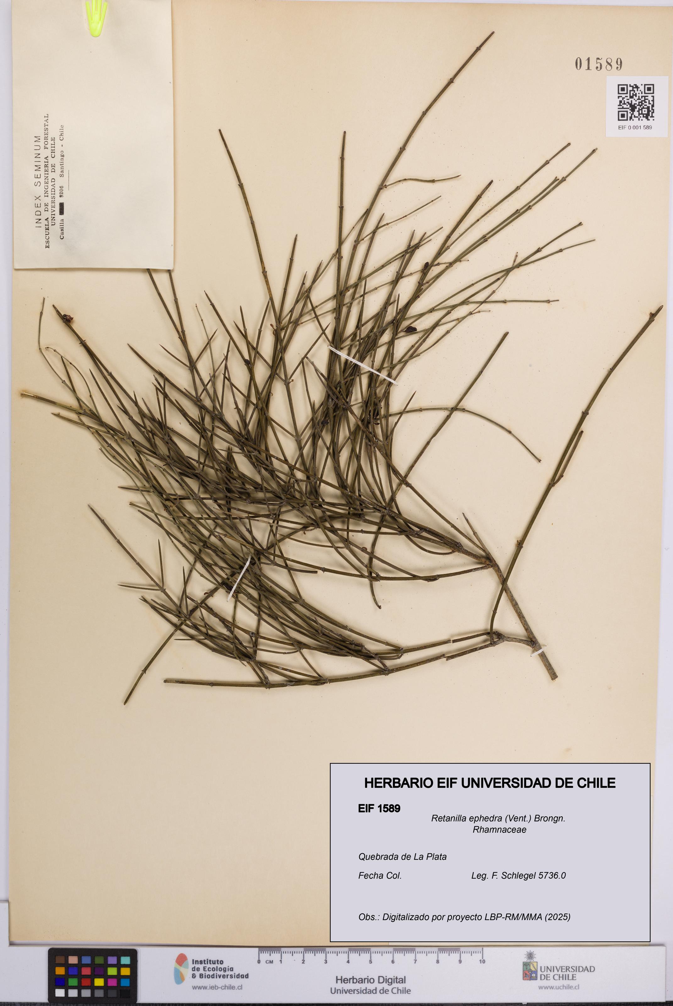 Retanilla ephedra [Espécimen: UCH:EIF:0001589]