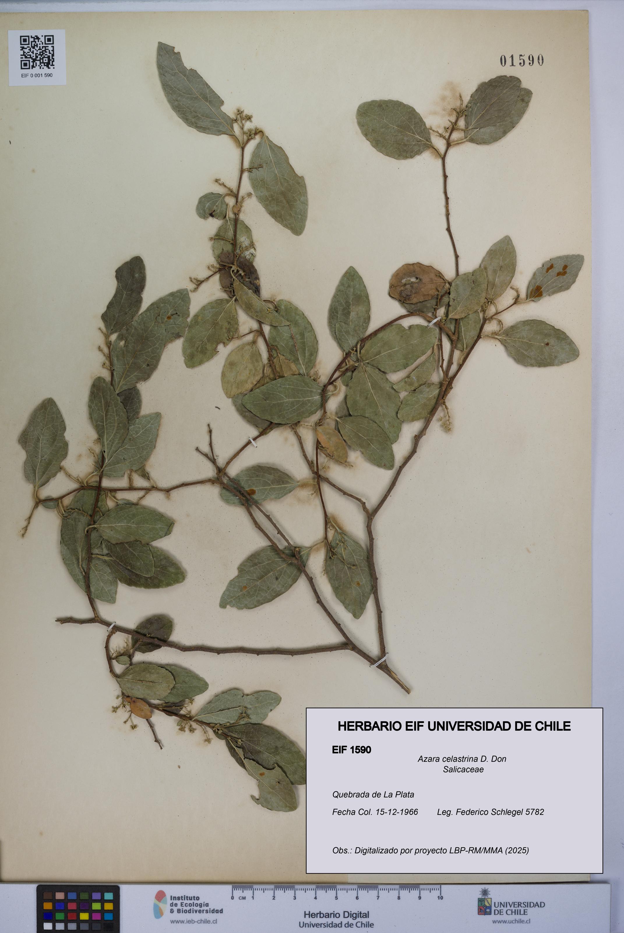 Azara celastrina [Espécimen: UCH:EIF:0001590]