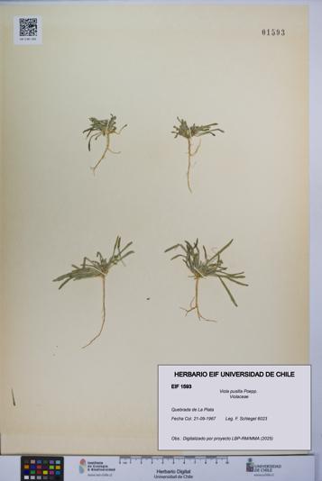 Viola pusilla [Espécimen: UCH:EIF:0001593]