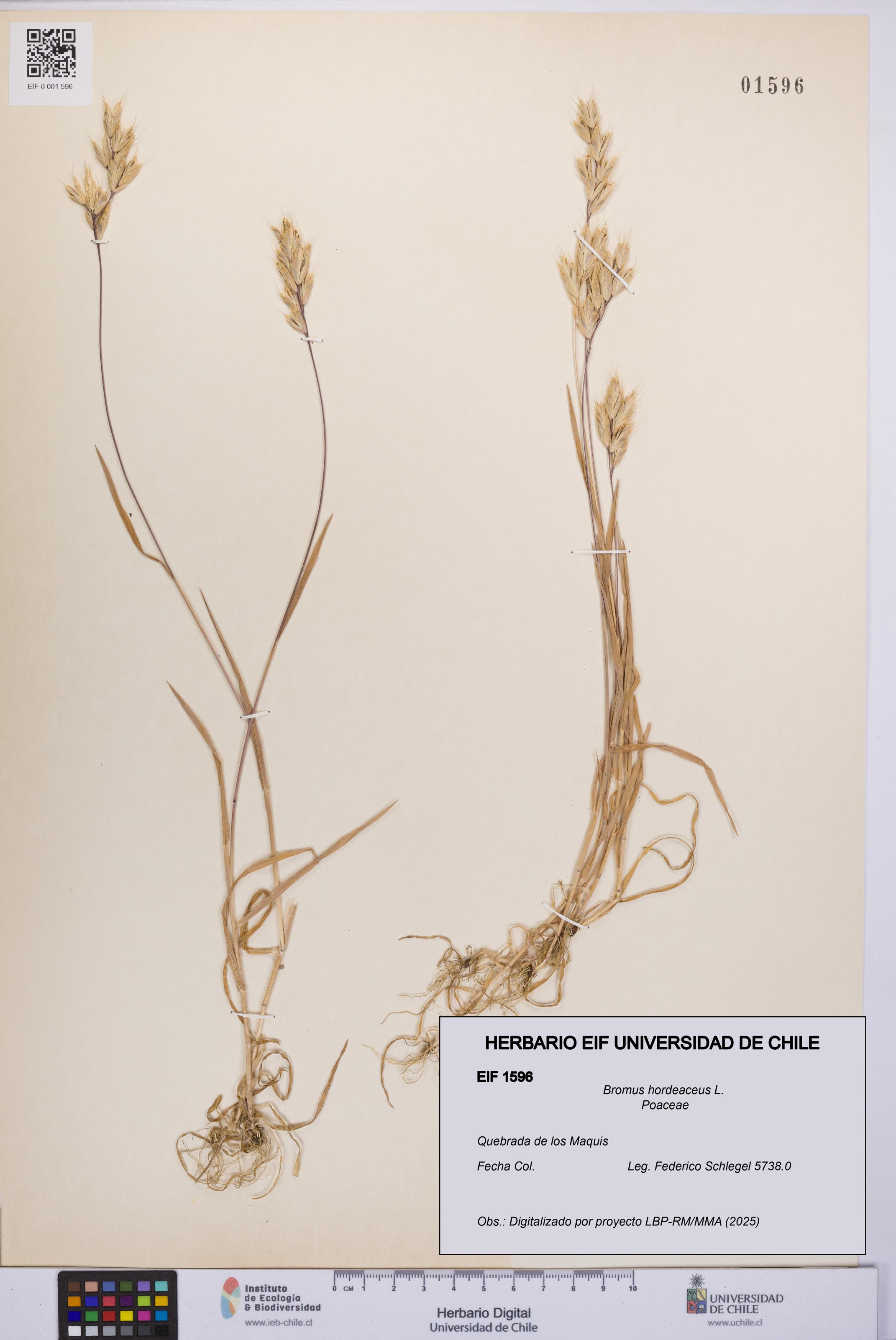Bromus hordeaceus [Espécimen: UCH:EIF:0001596]