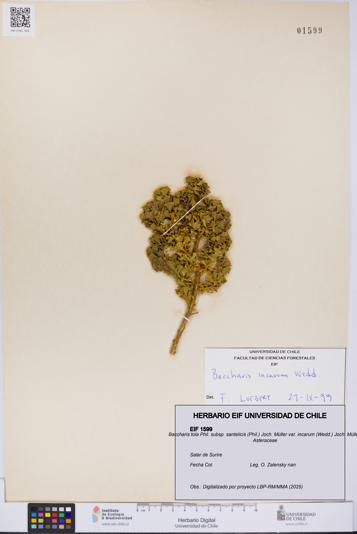 Baccharis tola subsp. santelicis var. incarum [Espécimen: UCH:EIF:0001599]