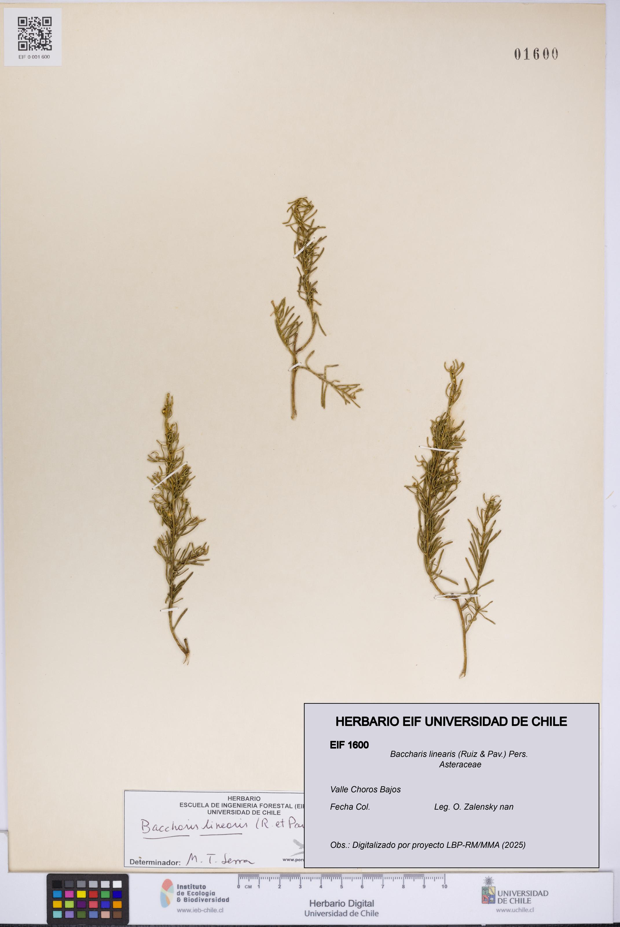 Baccharis linearis [Espécimen: UCH:EIF:0001600]