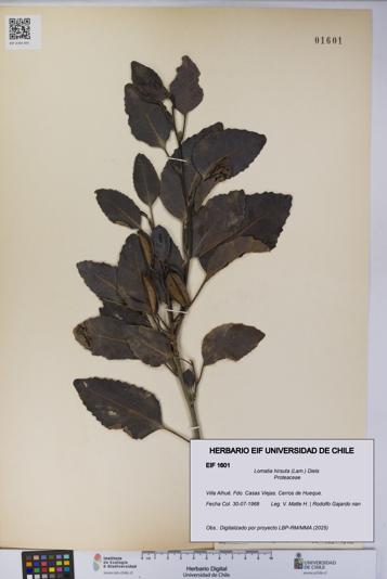 Lomatia hirsuta [Espécimen: UCH:EIF:0001601]