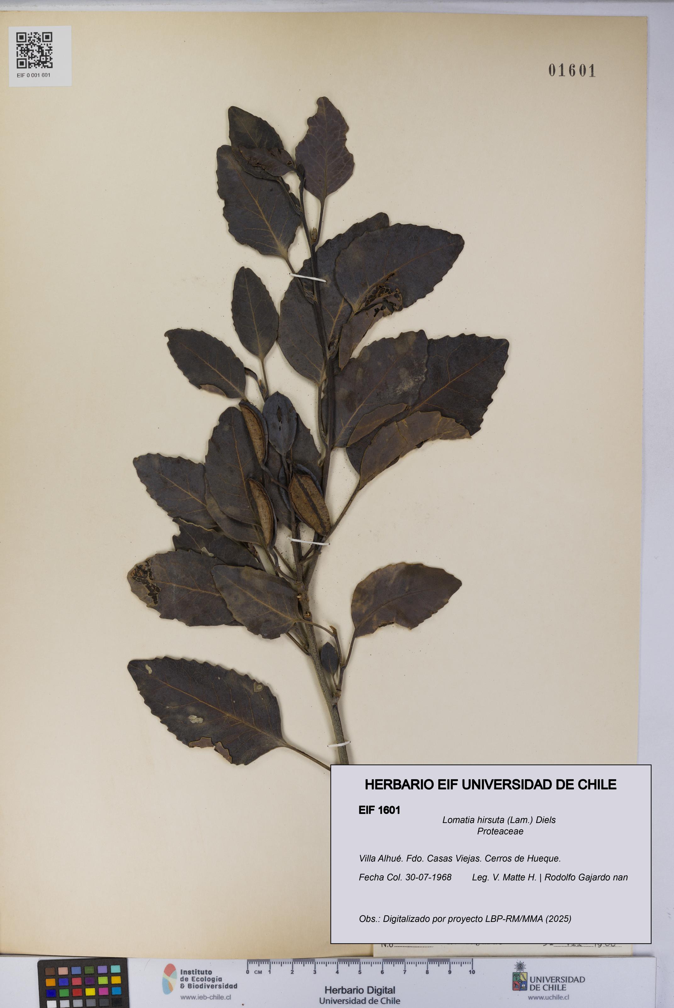 Lomatia hirsuta [Espécimen: UCH:EIF:0001601]