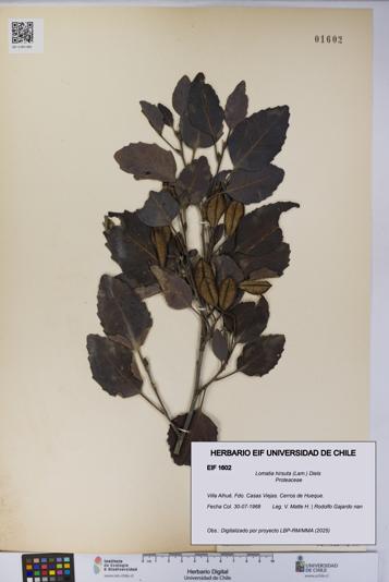 Lomatia hirsuta [Espécimen: UCH:EIF:0001602]