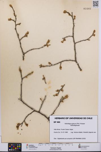 Nothofagus glauca [Espécimen: UCH:EIF:0001603]