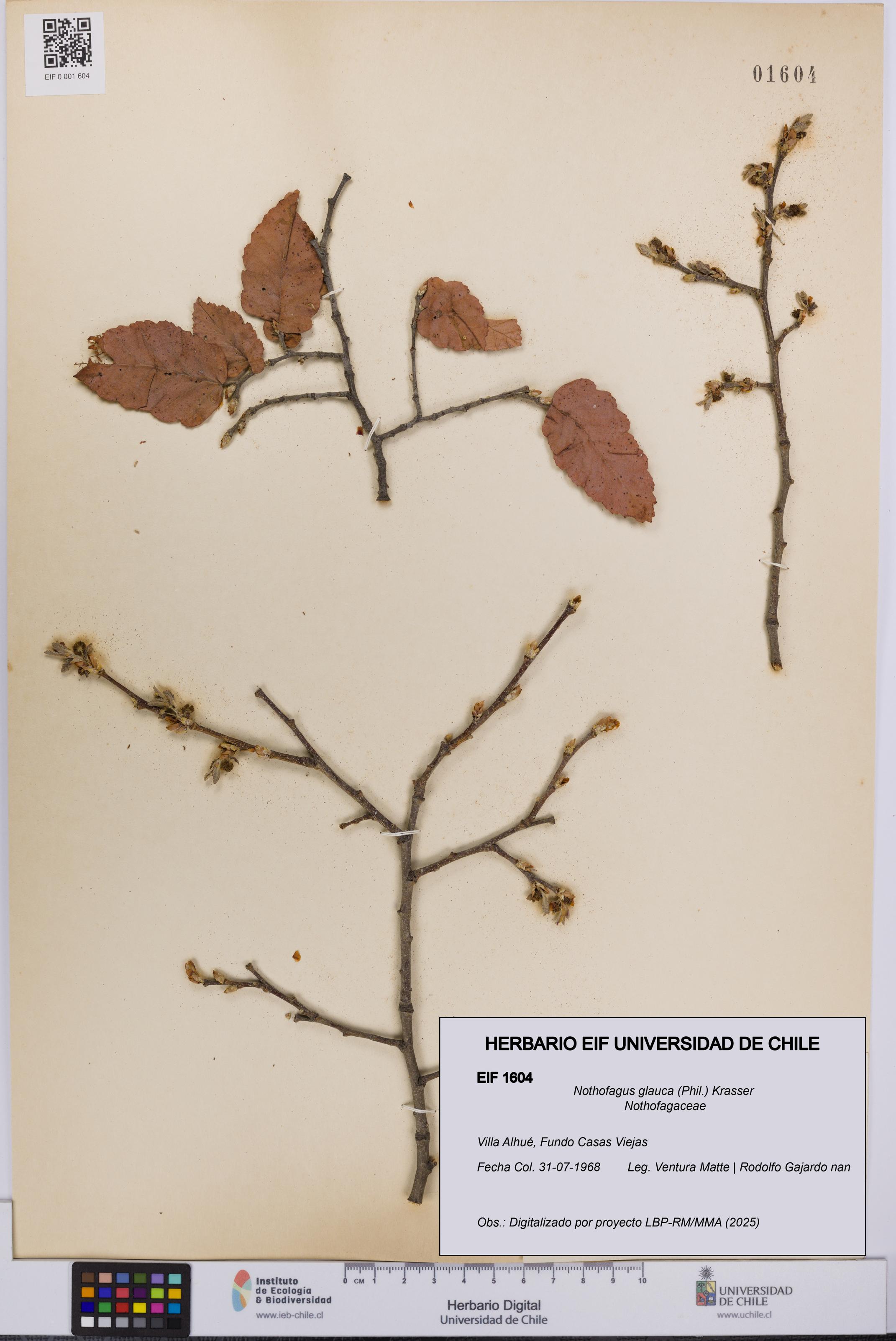 Nothofagus glauca [Espécimen: UCH:EIF:0001604]