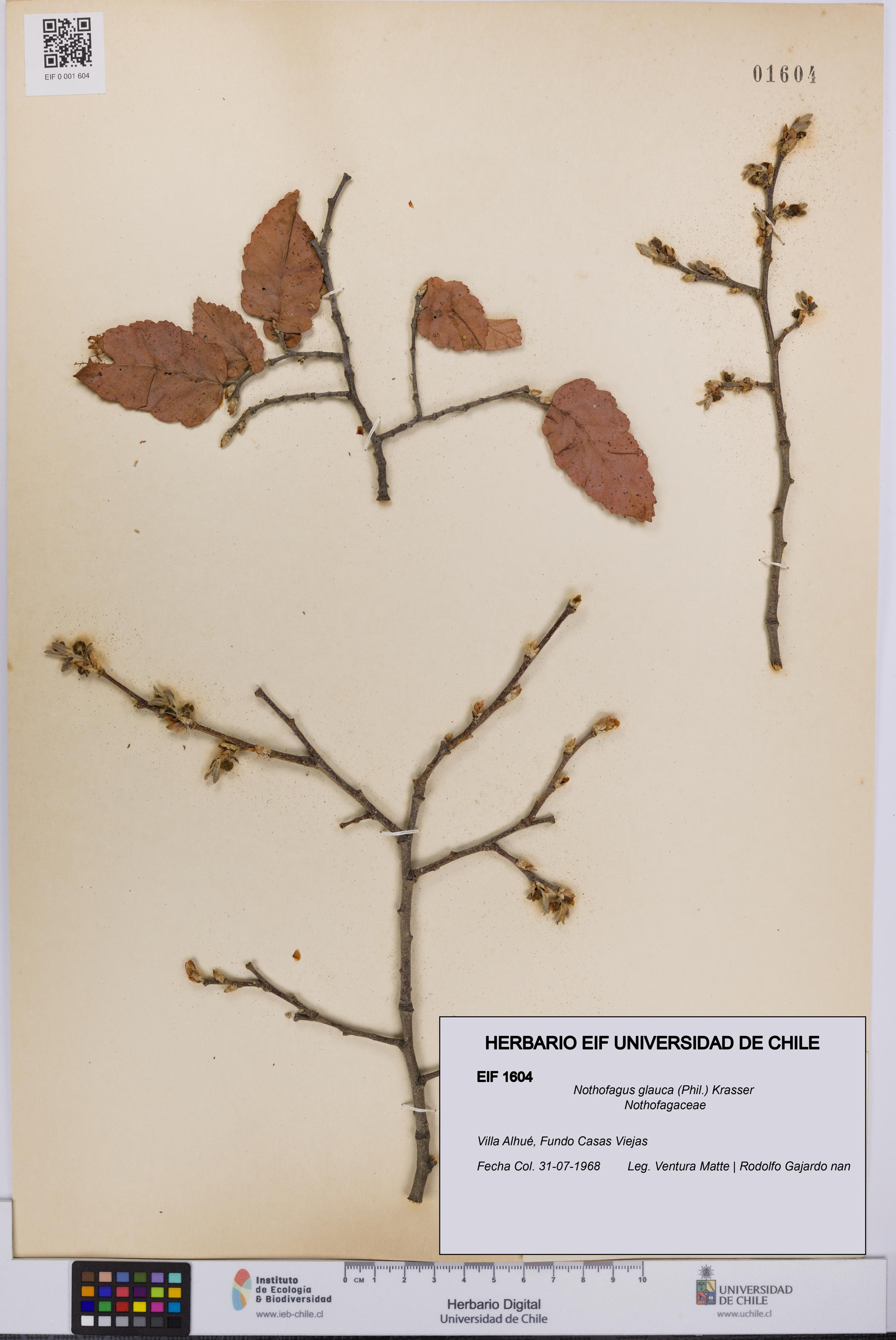 Nothofagus glauca [Espécimen: UCH:EIF:0001604]