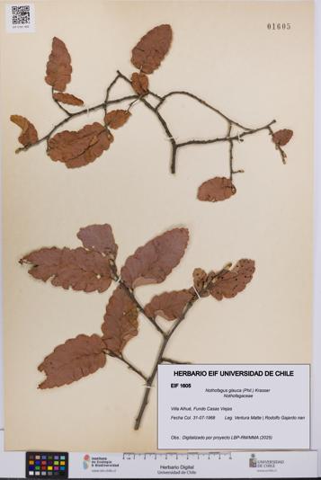 Nothofagus glauca [Espécimen: UCH:EIF:0001605]