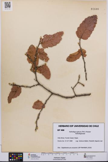Nothofagus glauca [Espécimen: UCH:EIF:0001606]