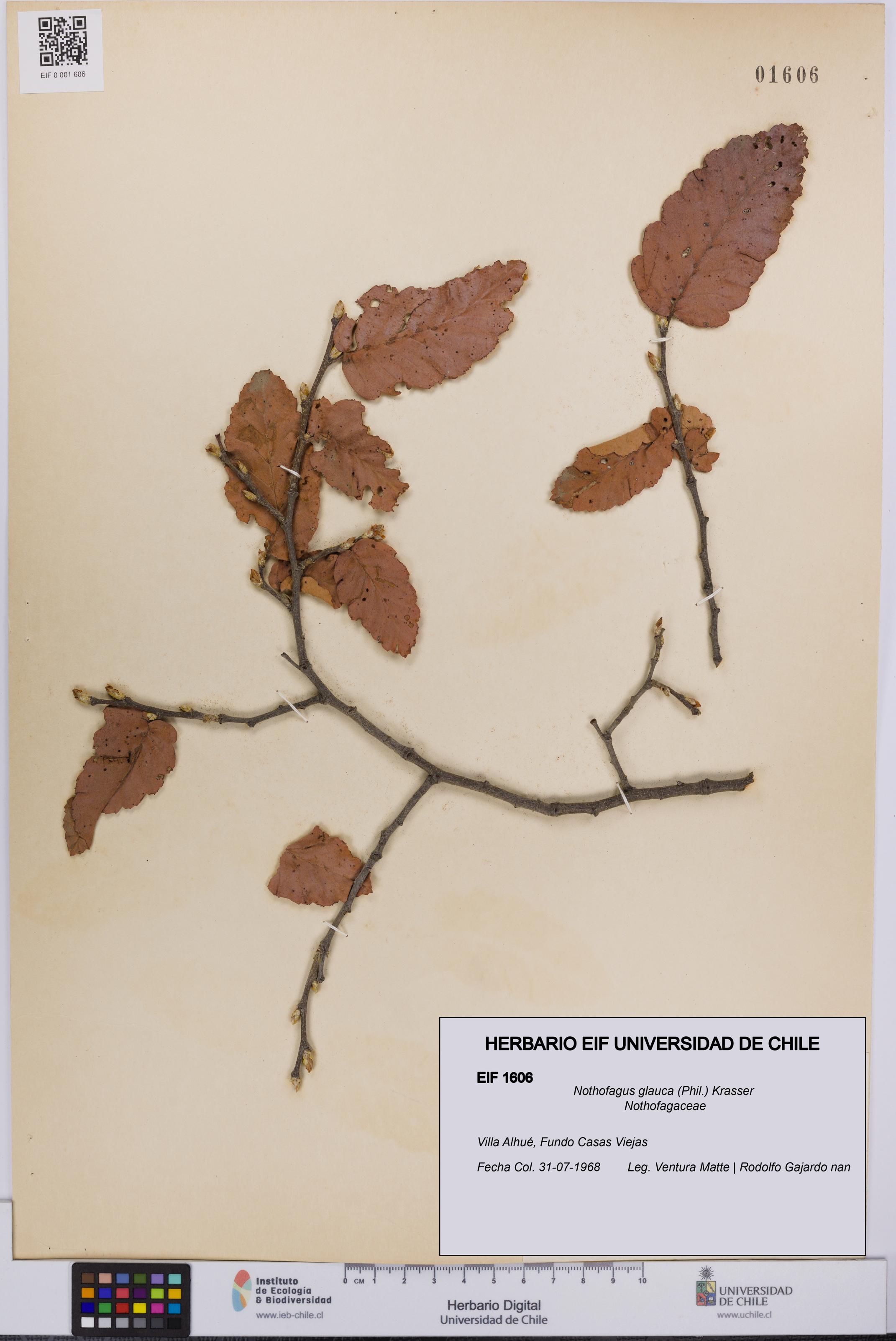 Nothofagus glauca [Espécimen: UCH:EIF:0001606]