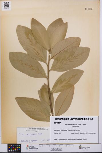Persea lingue [Espécimen: UCH:EIF:0001607]