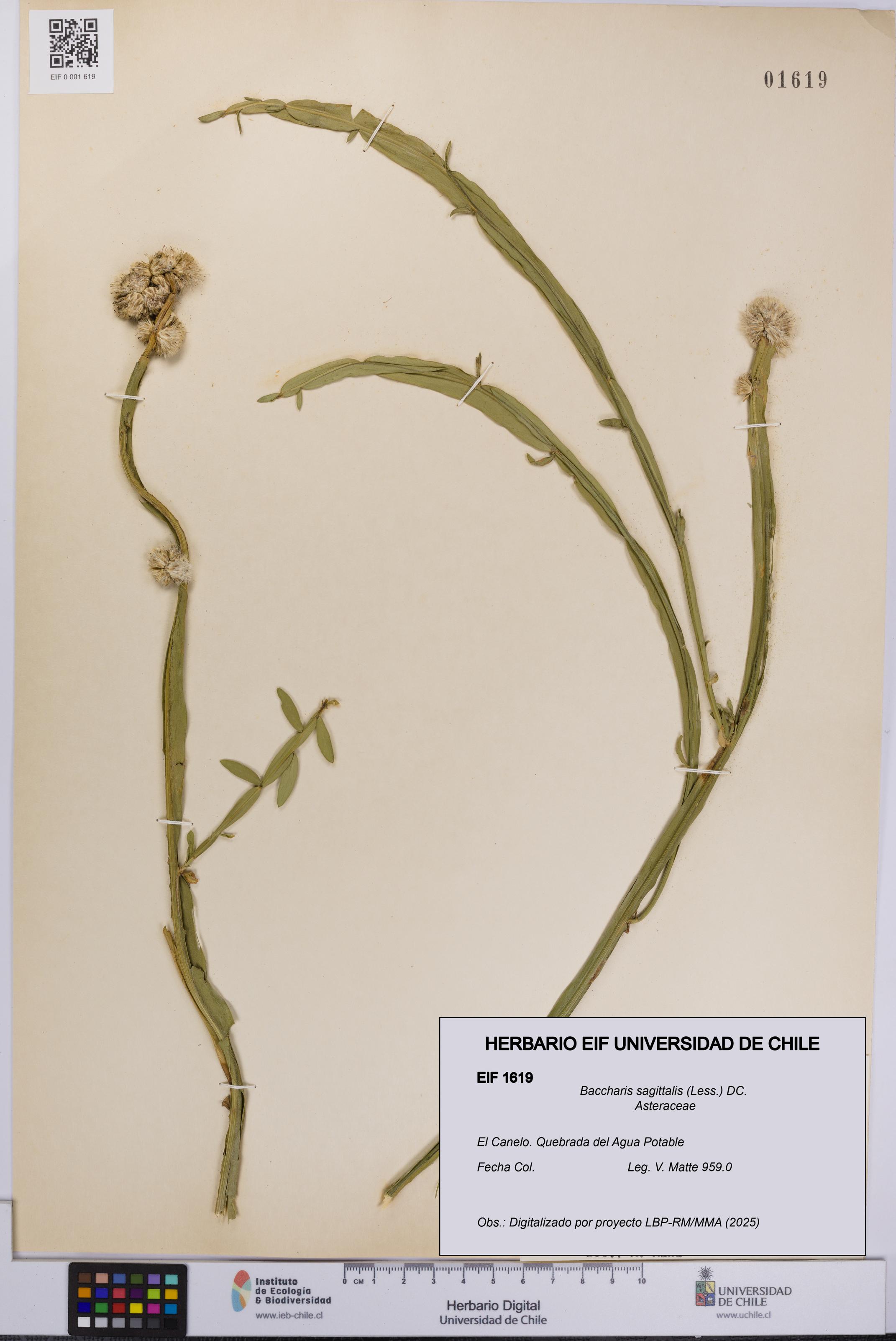 Baccharis sagittalis [Espécimen: UCH:EIF:0001619]