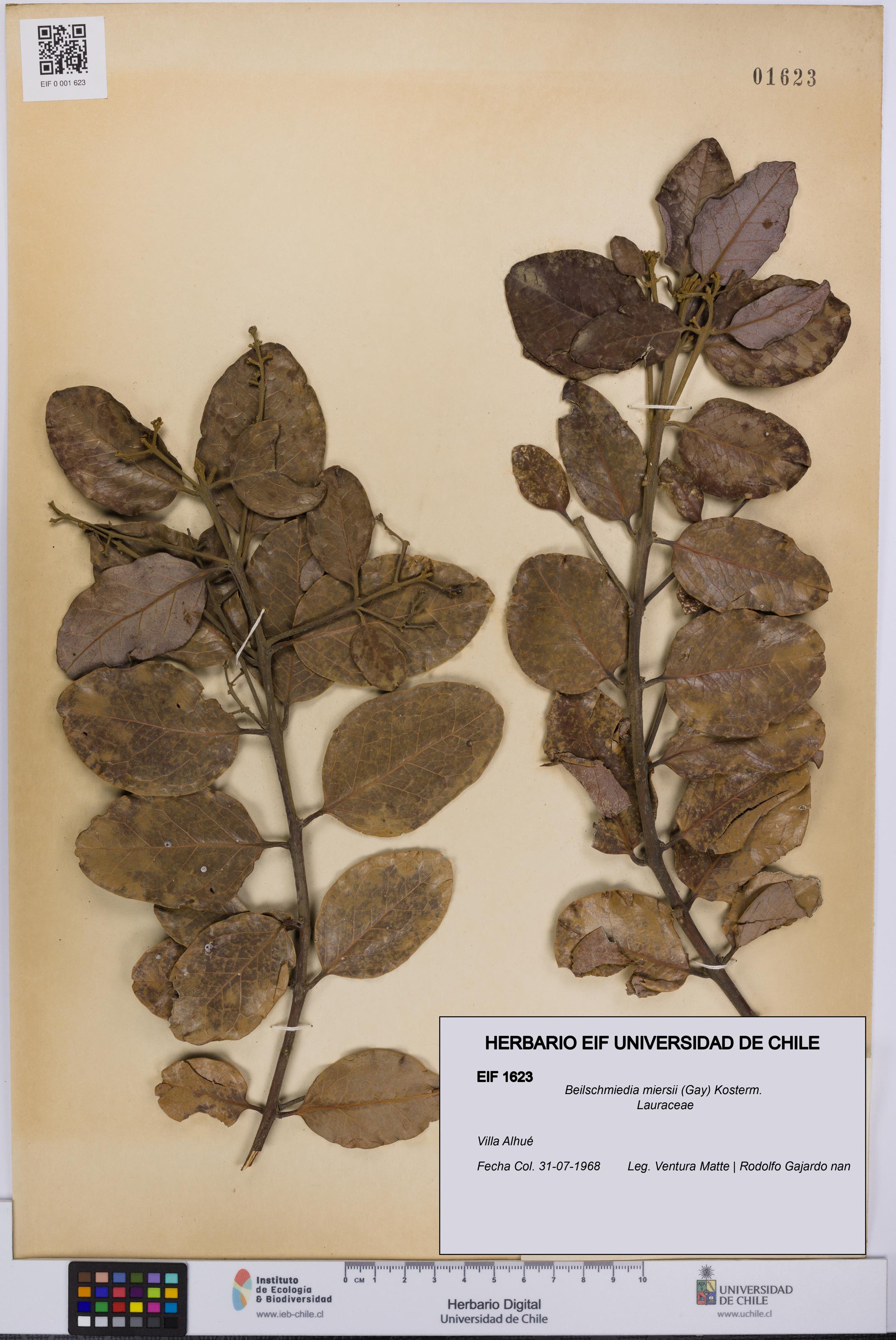 Beilschmiedia miersii [Espécimen: UCH:EIF:0001623]