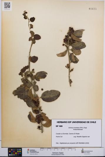 Schinus montana [Espécimen: UCH:EIF:0001625]