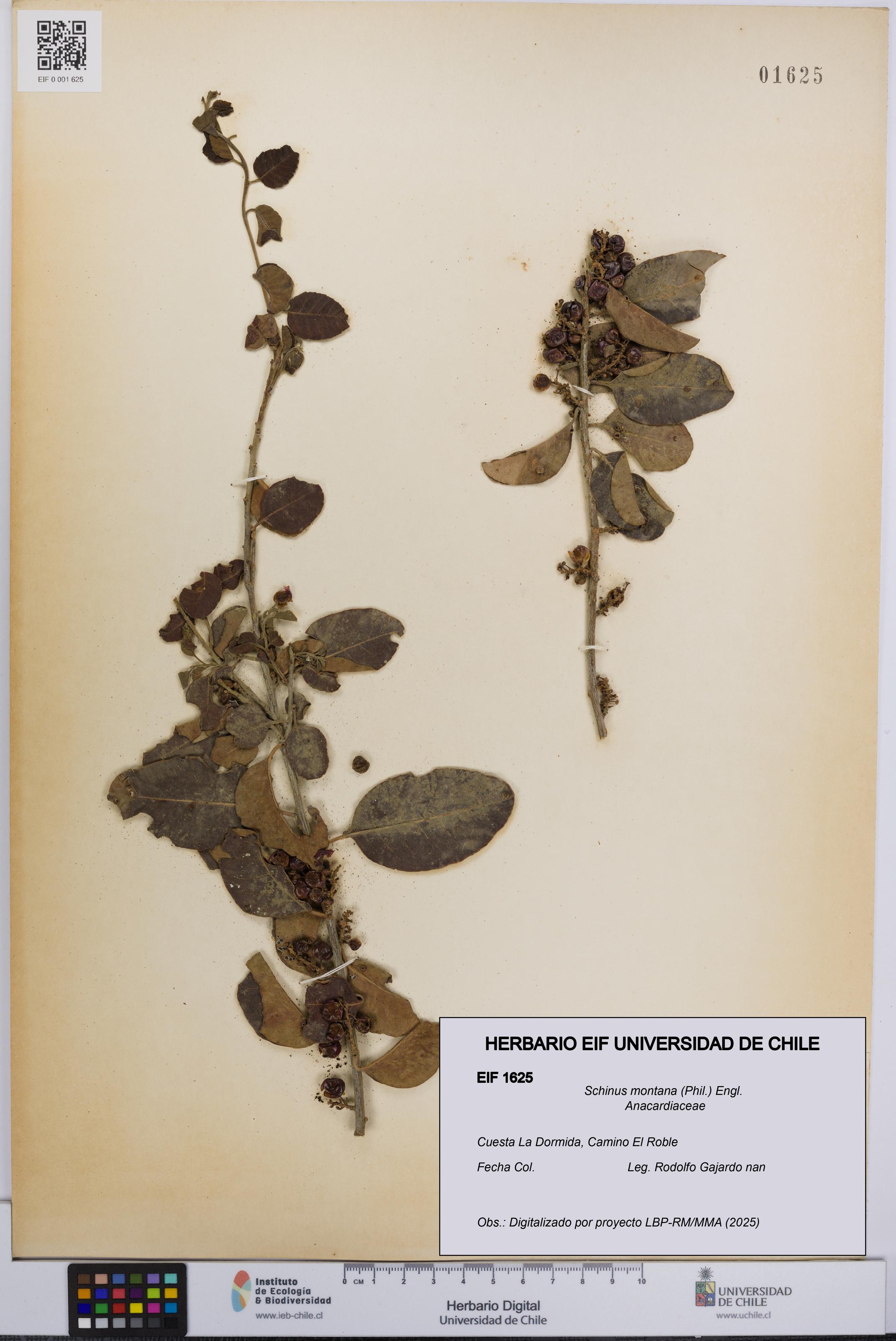 Schinus montana [Espécimen: UCH:EIF:0001625]