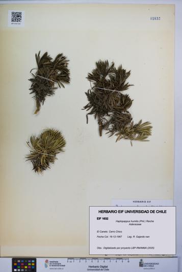 Haplopappus humilis [Espécimen: UCH:EIF:0001632]