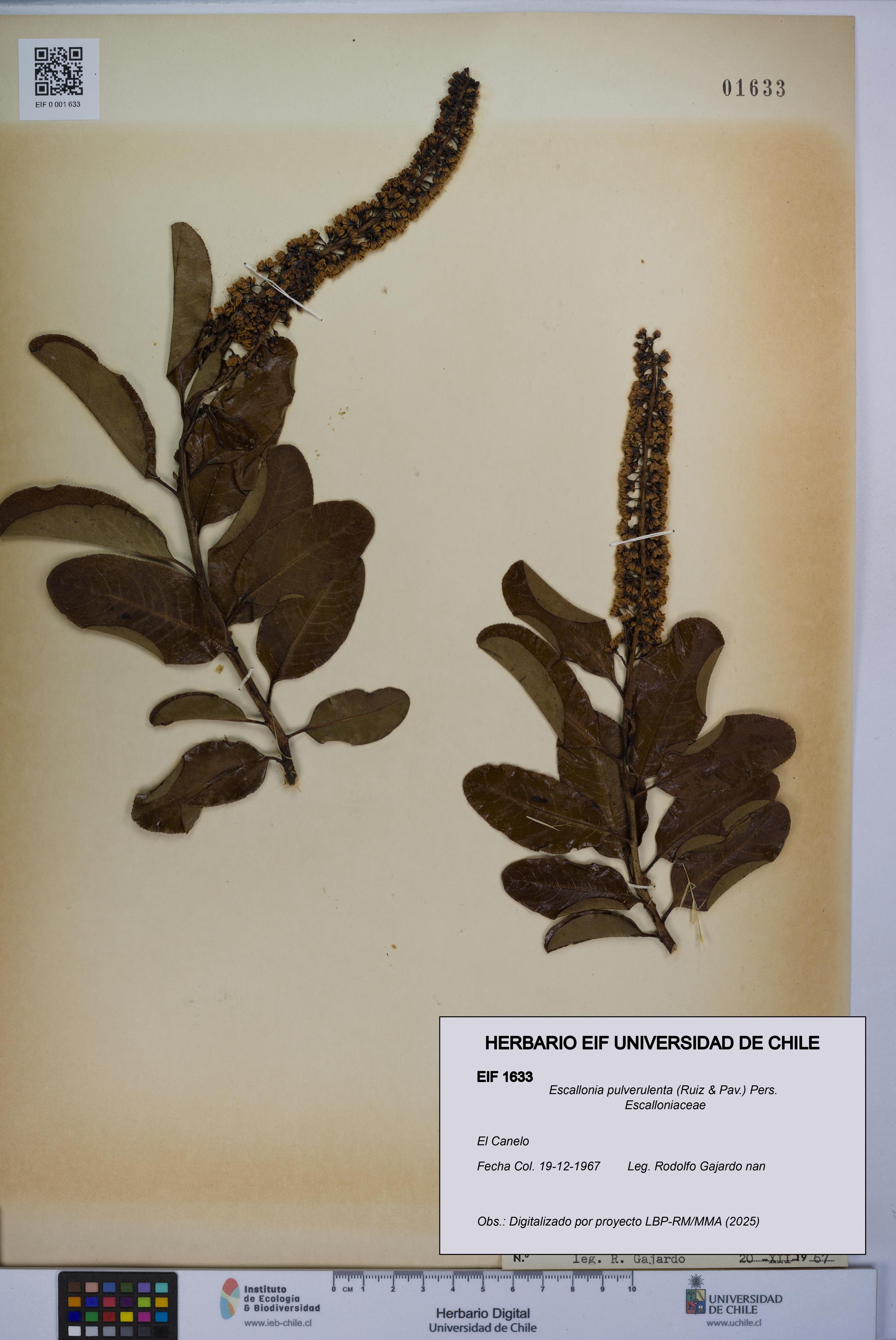 Escallonia pulverulenta [Espécimen: UCH:EIF:0001633]