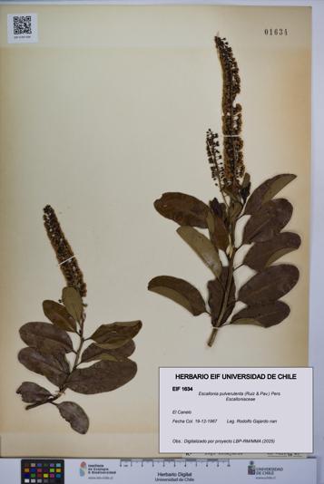 Escallonia pulverulenta [Espécimen: UCH:EIF:0001634]