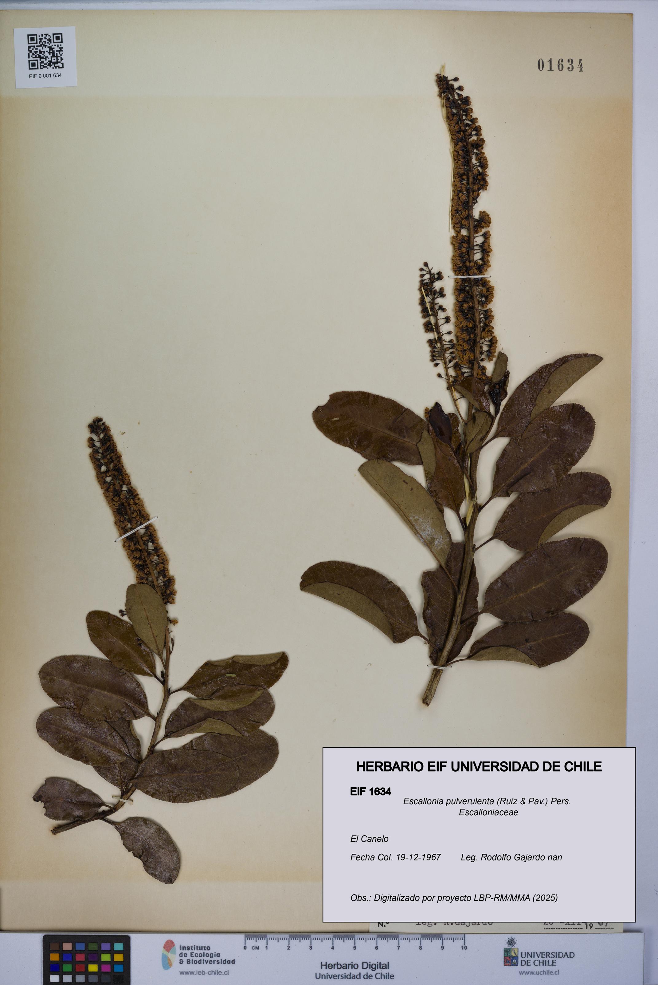 Escallonia pulverulenta [Espécimen: UCH:EIF:0001634]