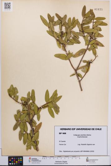 Colliguaja odorifera [Espécimen: UCH:EIF:0001635]