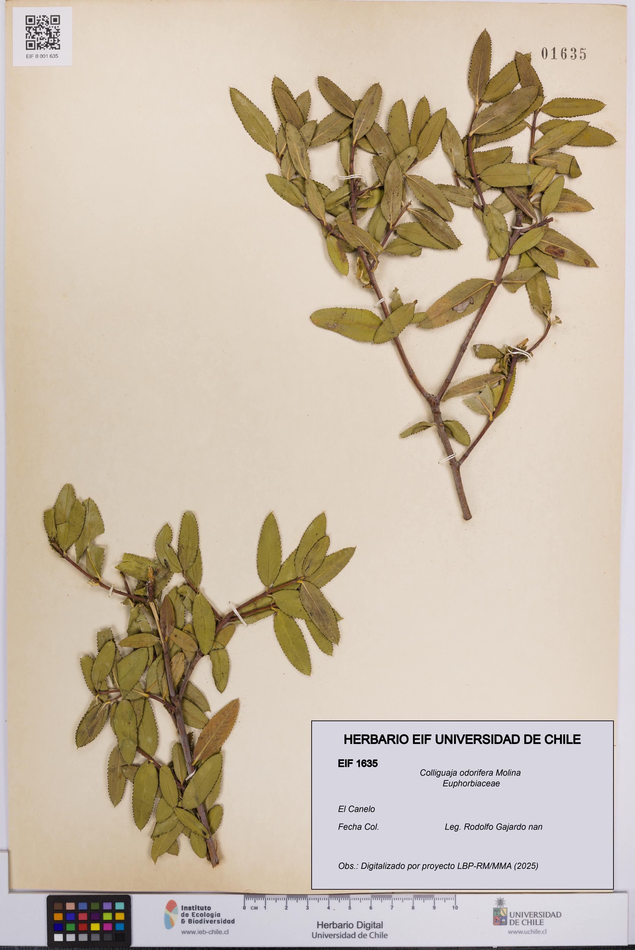 Colliguaja odorifera [Espécimen: UCH:EIF:0001635]