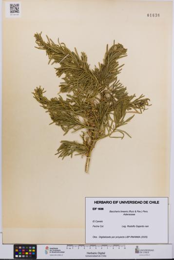 Baccharis linearis [Espécimen: UCH:EIF:0001636]