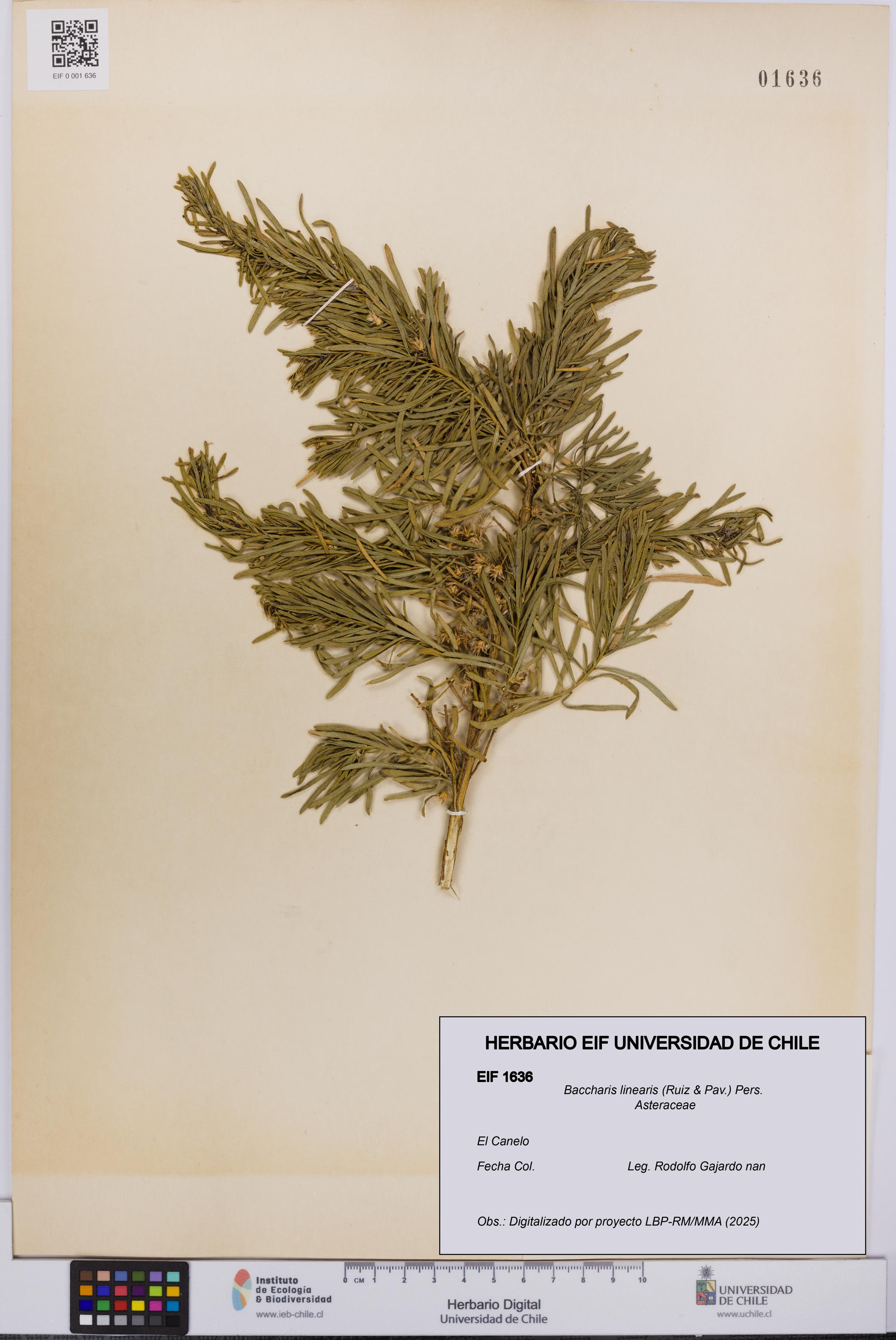 Baccharis linearis [Espécimen: UCH:EIF:0001636]