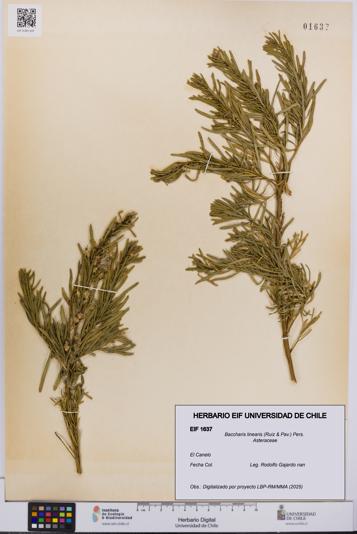 Baccharis linearis [Espécimen: UCH:EIF:0001637]