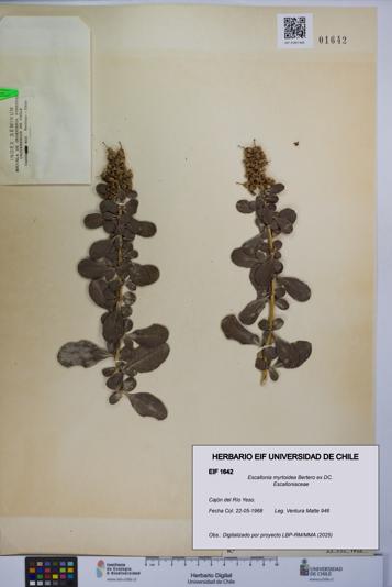 Escallonia myrtoidea [Espécimen: UCH:EIF:0001642]